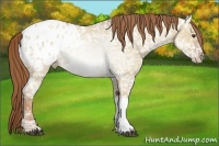 Horse Color:Red Dun Ice Appaloosa Rabicano