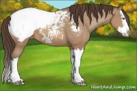 Horse Color:Sable Champagne Sabino Splash Appaloosa