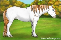 Horse Color:Painted Bay Sabino Splash Appaloosa Rabicano 