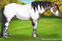Horse Color:Bay Splash Near Fewspot