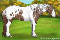 Horse Color:Chestnut Ice Sabino Tobiano Appaloosa 