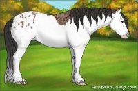Horse Color:Bay Ice Sabino Splash Blanket