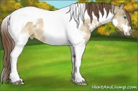 Horse Color:Bay Dun Splash Tobiano Varnish