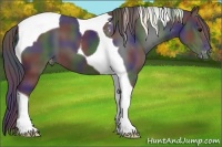 Horse Color:Nacre Black Tobiano Appaloosa