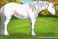 Horse Color:Bay Ice Splash Tobiano Appaloosa