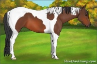 Horse Color:Bay Tobiano 