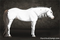 Horse Color:Smoky Grullo Sabino Appaloosa