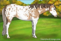 Horse Color:White Spotted Buckskin Splash Frame Appaloosa Rabicano 