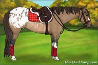 Horse Color:Bay Dun Appaloosa Rabicano 