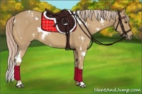 Horse Color:White Spotted Palomino 