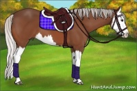 Horse Color:Silver Bay Splash 