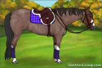 Horse Color:Bay Roan 