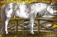 Horse Color:White Spotted Liver Red Roan