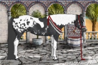 Horse Color:Black Sabino Tobiano Appaloosa 