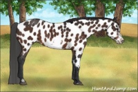 Horse Color:Brown Sabino Frame Near Leopard
