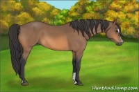 Horse Color:Buckskin Sabino