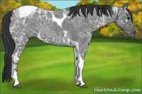 Horse Color:Blue Ice Roan Tobiano 