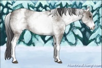 Horse Color:White Spotted Grullo Rabicano