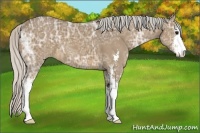 Horse Color:Silver Buckskin Ice Sabino 