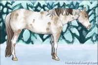Horse Color:White Spotted Classic Cream Champagne 