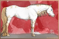 Horse Color:Gold Champagne Dun Frame Appaloosa 