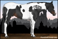 Horse Color:Gray Brown Tobiano