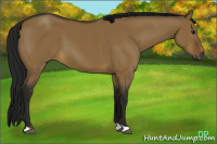 Horse Color:Gray Buckskin Dun
