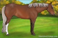Horse Color:Silver Bay 