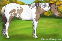 Horse Color:White Spotted Classic Champagne Tobiano Rabicano