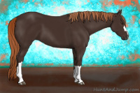 Horse Color:Gray Chestnut 
