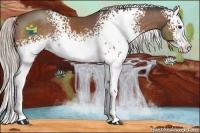 Horse Color:White Spotted Silver Brown Sabino Splash 