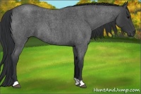Horse Color:Blue Roan 