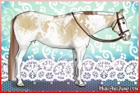 Horse Color:White Spotted Red Dun Appaloosa Rabicano Brindle 