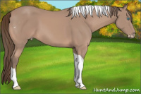 Horse Color:Gray Perlino Tobiano 