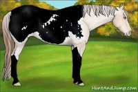 Horse Color:Amber Champagne Tobiano Snowcap