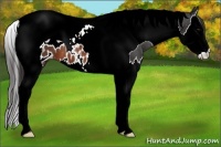 Horse Color:Brown Splash Tobiano Appaloosa
