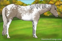 Horse Color:Silver Grullo Tobiano 