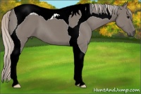 Horse Color:Silver Grullo Tobiano