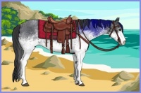 Horse Color:White Spotted Blue Roan 