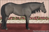Horse Color:Smoky Grullo 