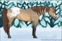 Horse Color:Buckskin Dun Appaloosa