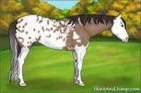 Horse Color:Brown Dun Splash Appaloosa 
