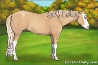 Horse Color:Gold Champagne Splash