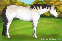 Horse Color:White Spotted Amber Champagne Dun Rabicano 