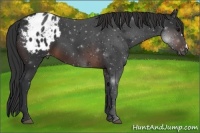Horse Color:Brown Appaloosa 