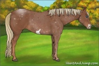 Horse Color:Chestnut Frame 