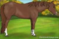 Horse Color:Chestnut 