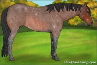 Horse Color:Bay Roan 