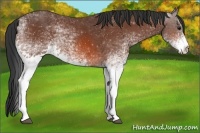 Horse Color:White Spotted Bay 
