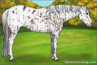 Horse Color:Bay Appaloosa  and Gray Bay Appaloosa 
